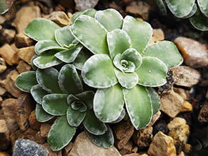 Saxifraga mutata